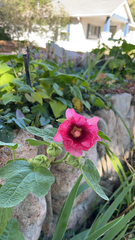 Alcea rosea