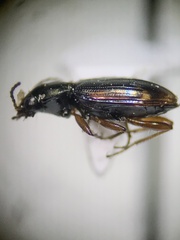 Bembidion