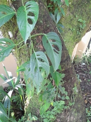 Monstera adansonii