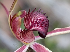 Caladenia reticulata