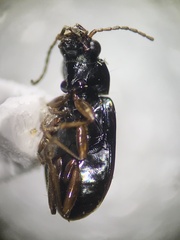 Bembidion