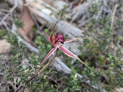 Caladenia reticulata