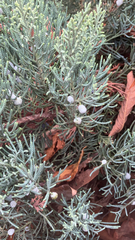 Juniperus chinensis