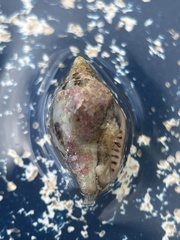 Columbella rusticoides