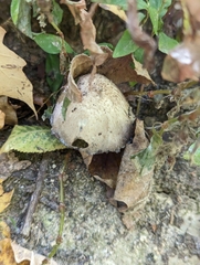 Coprinopsis depressiceps