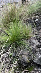 Festuca petraea