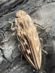 Chalcophora georgiana