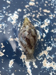 Columbella rusticoides