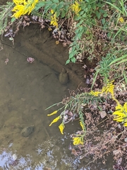 Sternotherus carinatus