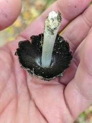 Coprinopsis depressiceps
