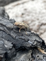 Chalcophora georgiana