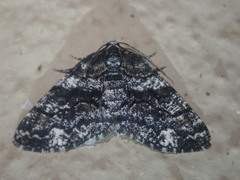 Phthonandria pinguis