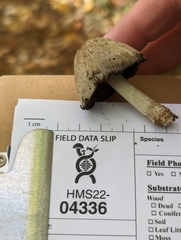 Coprinopsis depressiceps