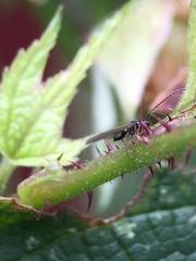Diapriinae
