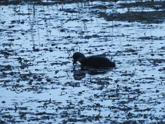 Fulica gigantea