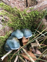 Stropharia caerulea
