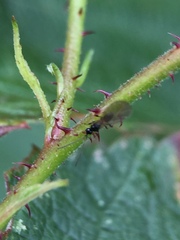 Diapriinae