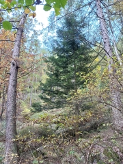 Abies alba