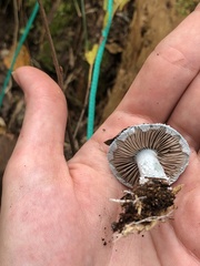 Stropharia caerulea
