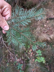 Abies alba