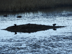 Fulica gigantea