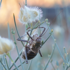 Acanthoplus discoidalis