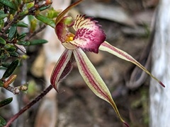 Caladenia reticulata