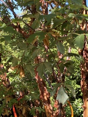 Acer griseum