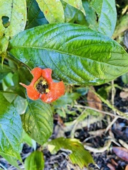 Palicourea tomentosa