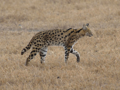 Leptailurus serval lipostictus