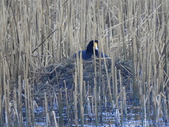 Fulica gigantea