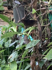Ephyriades brunnea