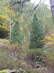 Pinus cembra