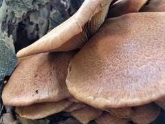 Crepidotus mollis