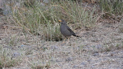 Turdus chiguanco