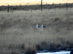 Oressochen melanopterus
