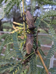 Pachylis neocalifornicus
