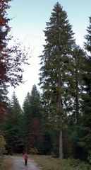 Abies alba