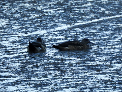 Lophonetta specularioides