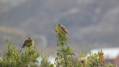 Sicalis olivascens