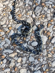 Lampropeltis nigra