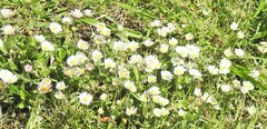 Bellis perennis