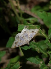 Frederickia subterminata