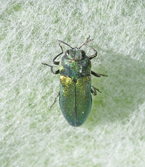 Meliboeus amethystinus