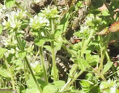 Cerastium glomeratum