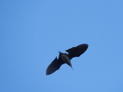 Nycticorax nycticorax