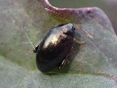 Psylliodes chrysocephala