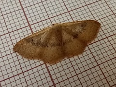 Idaea eugeniata