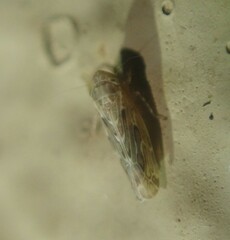 Deltocephalini