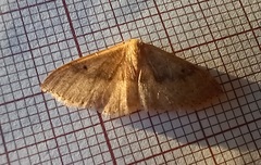 Idaea eugeniata